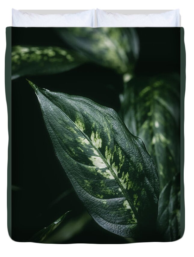 Decoration Duvet Cover featuring the photograph Aglaonema houseplant leaves by Benoit Bruchez