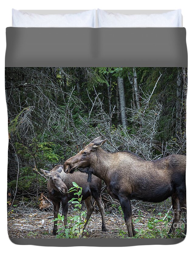 Moose Duvet Cover featuring the photograph Alaskan Moose by Eva Lechner