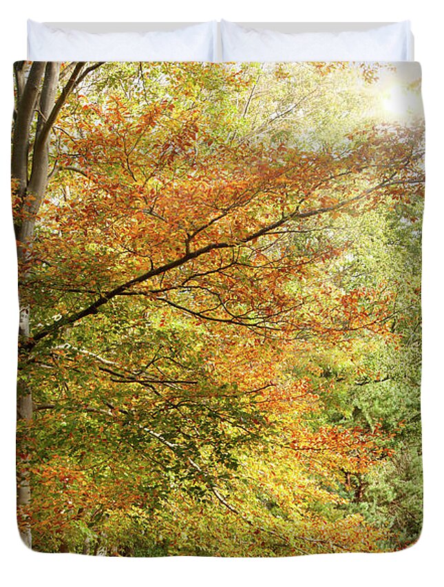 Autumn; Landscape; Fall; Conkers; Forest; Woodland; Leaves; Trees; Beach Tree; Sun; Beautiful; Branches; Scenic; Dense; Norfolk; Season; Dawn; Seasonal; Woods; Outside; Morning; Outdoors; Enchanted; Sunlight; Foliage; Fresh; Golden; Leaf; Light; Rural; Magical; Nature; Nobody; November; Orange; Park; Parkland; Peaceful; Red; Relaxing; Stunning; Sunshine; Trunk; Wild; Composite; Fun; Digital Art; Art; Snettisham; England; Artwork; Surreal Duvet Cover featuring the photograph Amazing dawn autumn woodland with massive conkers by Simon Bratt