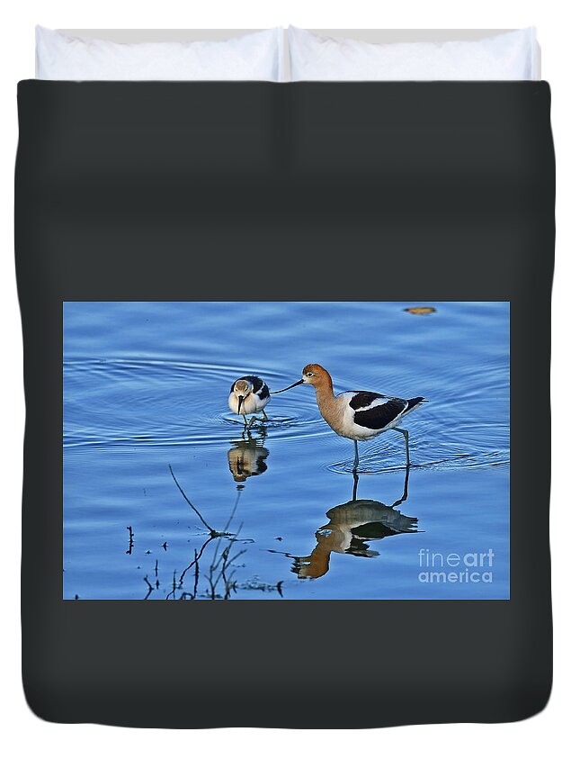 American Avocet Duvet Cover featuring the photograph American avocet with Chick by Amazing Action Photo Video