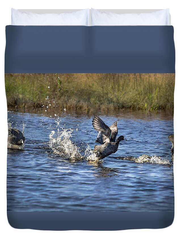 American Coot Duvet Cover featuring the photograph American Coots Take Flight at Merced Wildlife Refuge by Brian Tada