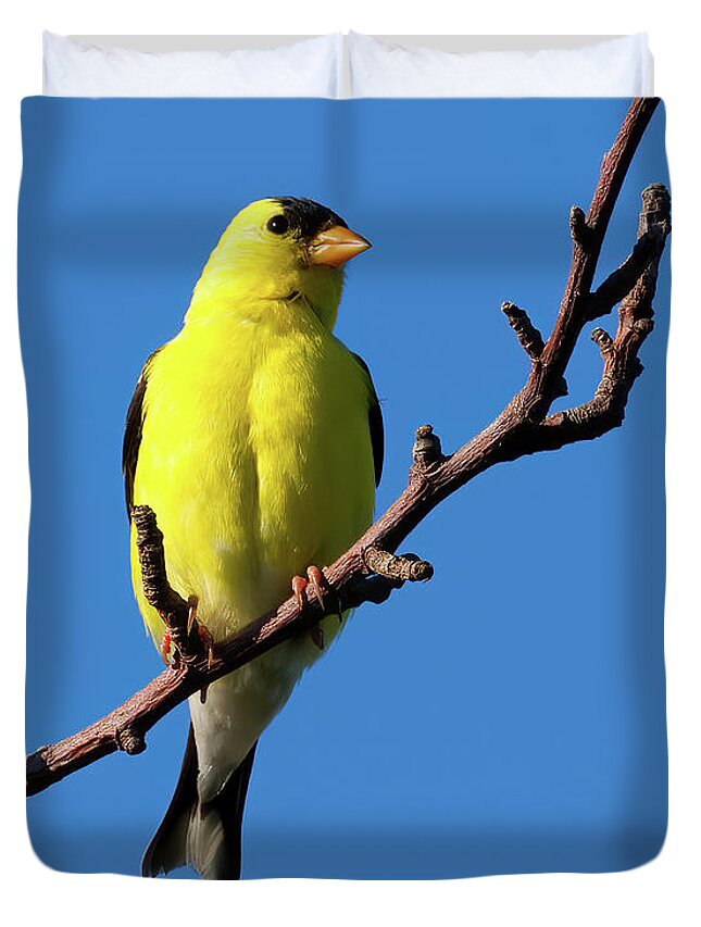 Bird Duvet Cover featuring the photograph American Goldfinch, Cape Cod by Flinn Hackett