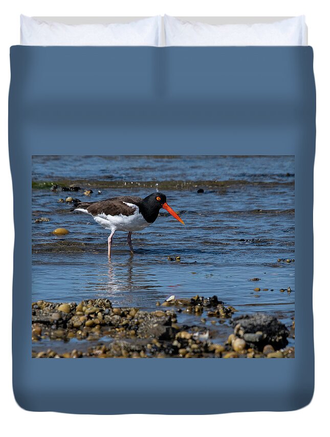 Shore Duvet Cover featuring the photograph American Oystercatcher by Cathy Kovarik