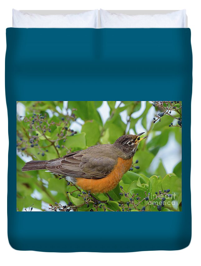 American Robin Duvet Cover featuring the photograph American Robin Finds Privet Berries by Nancy Gleason