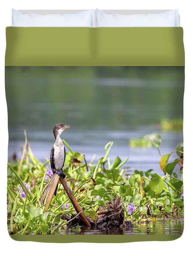 Bird Duvet Cover featuring the photograph An immature long-tailed cormorant, microcarbo africanus, perched on the banks of Lake Edward, Uganda, and surrounded by water hyacinth by Jane Rix