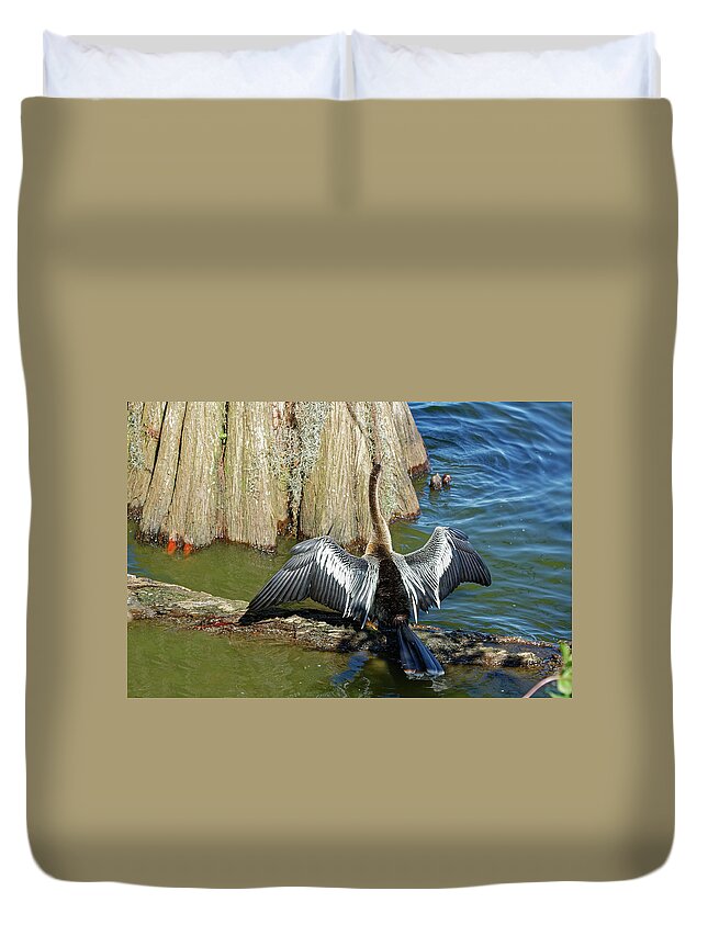Anhinga Sitting On Tree Branch Duvet Cover featuring the photograph Anhinga Spreading Wings by Sally Weigand
