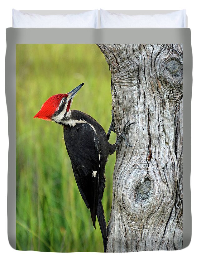 Birds Duvet Cover featuring the photograph Anybody Home by Bruce Gourley