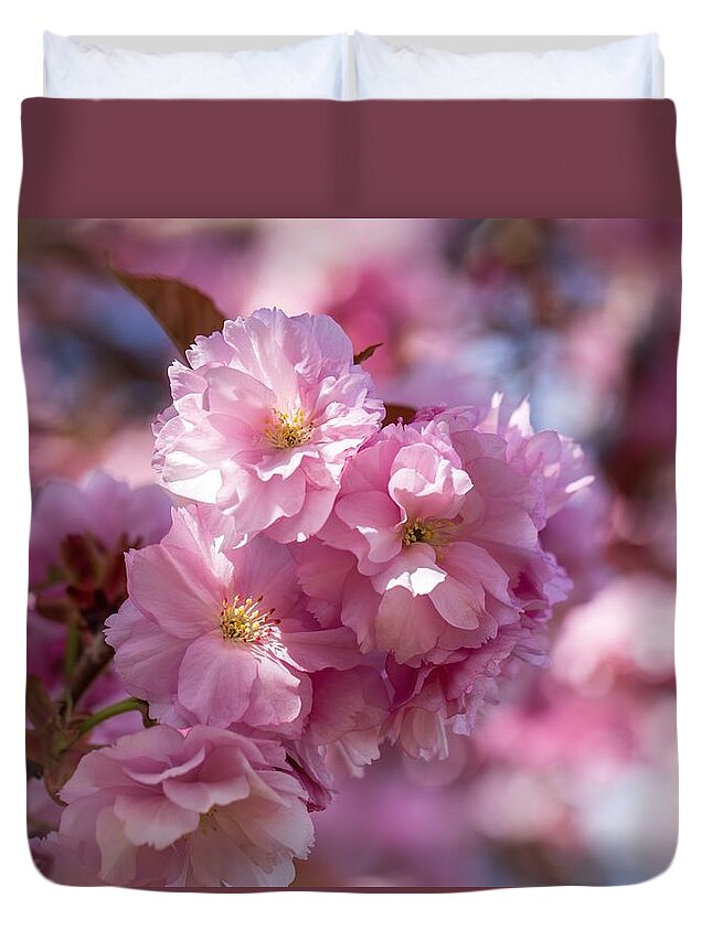 April Cherry Blossoms Duvet Cover featuring the photograph April cherry blossoms by Lynn Hopwood