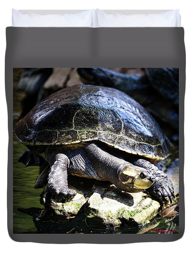 Turtle Duvet Cover featuring the photograph Arrau Turtle by Rene Vasquez