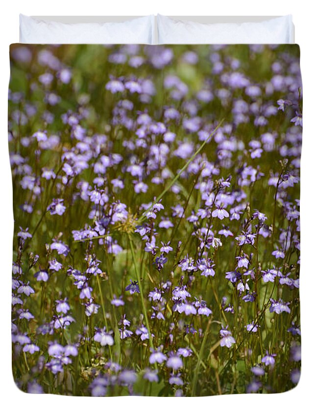 Lobelia Duvet Cover featuring the photograph Field of purple Lobelia flowers by Zina Stromberg