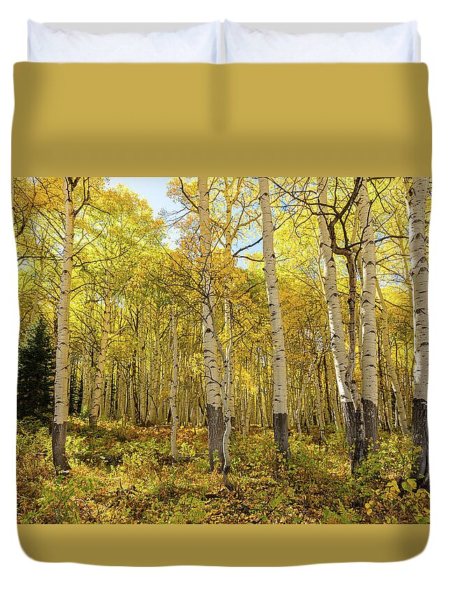 Aspens Duvet Cover featuring the photograph Autumn Golden Aspen Splendor 2 by Ron Long Ltd Photography