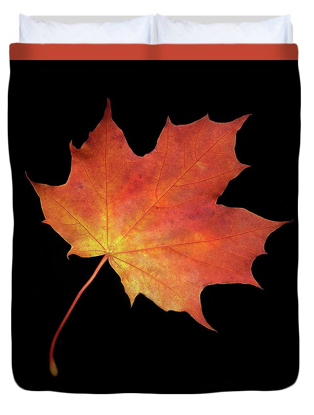 Maple Duvet Cover featuring the photograph Autumn Maple Leaf by Robert Douglas