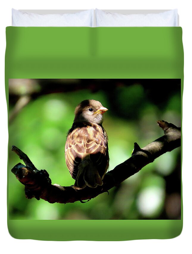 Birds Duvet Cover featuring the photograph Baby House Sparrow in the Shadows by Linda Stern