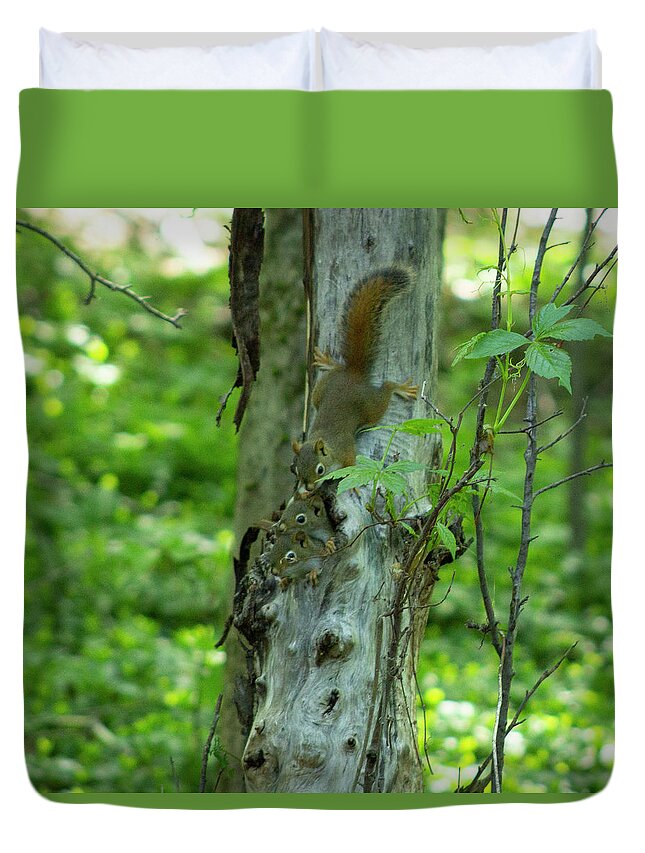 Squirrels Duvet Cover featuring the photograph Baby Squirrels by Geoff Jewett