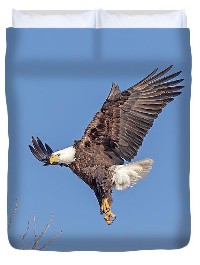 American Bald Eagle Duvet Cover featuring the photograph Bald Eagle 2019-16 by Thomas Young