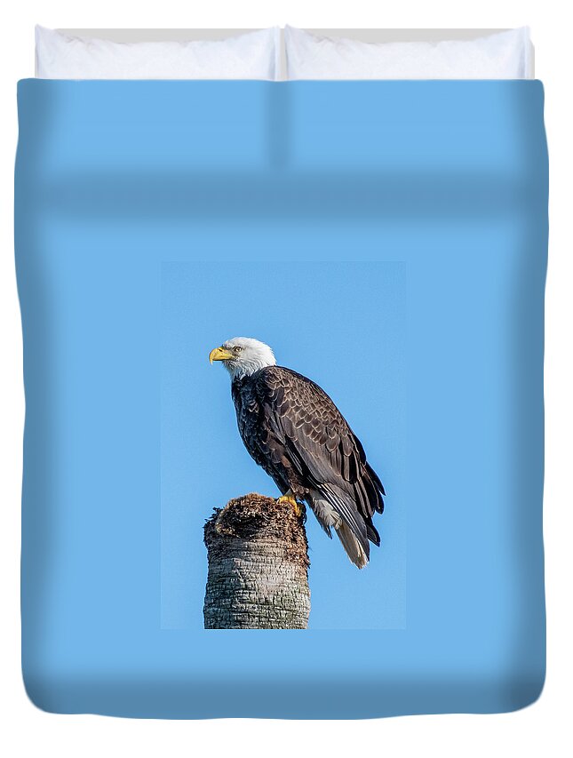 Bald Eagle Duvet Cover featuring the photograph Bald Eagle on Dead Sable Palm by Bradford Martin
