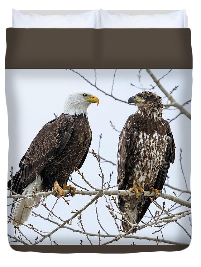 Bald Eagles Duvet Cover featuring the photograph Bald Eagles on Branch by Wesley Aston