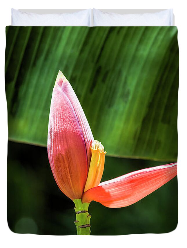 Banana Flower Bud Duvet Cover featuring the photograph Banana Flower Bud 3 by Felix Lai