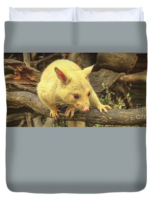 Possum Duvet Cover featuring the photograph Banner of golden brushtail possum by Benny Marty