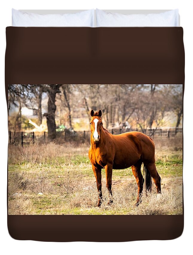 Horse Duvet Cover featuring the photograph Bay Horse 1 by C Winslow Shafer