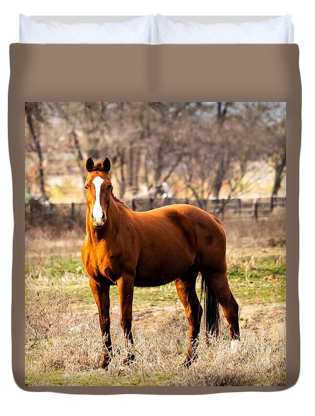 Horse Duvet Cover featuring the photograph Bay Horse 2 by C Winslow Shafer