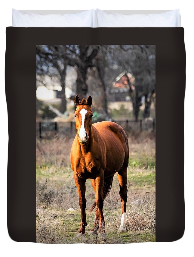 Horse Duvet Cover featuring the photograph Bay Horse 4 by C Winslow Shafer