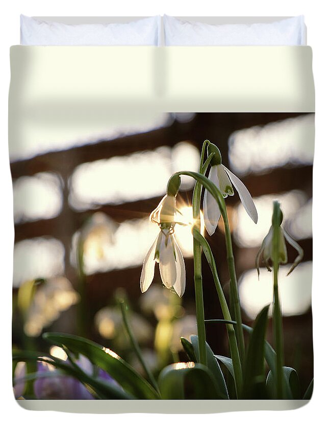 Misty Duvet Cover featuring the photograph White snowdrop in golden hours. by Vaclav Sonnek