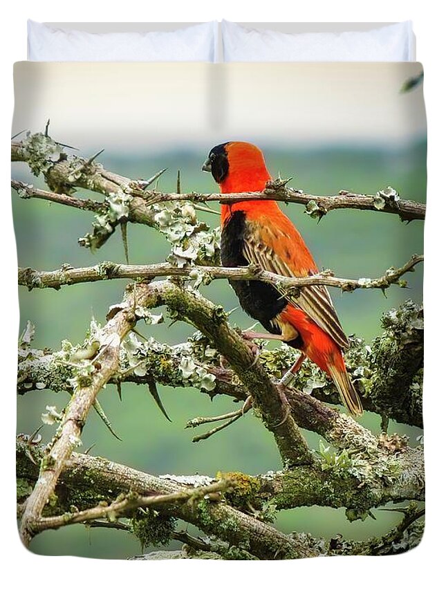 Southern Red Bishop Duvet Cover featuring the photograph Beauty In the Thorns by Rebecca Herranen