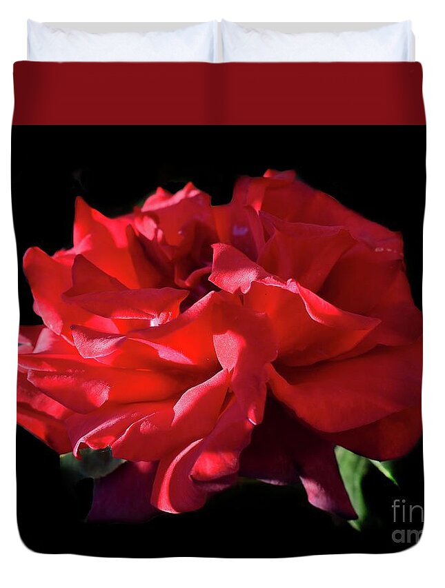 Nature Duvet Cover featuring the photograph Beauty Of Dark Red Rose Grand Chateau II by Leonida Arte