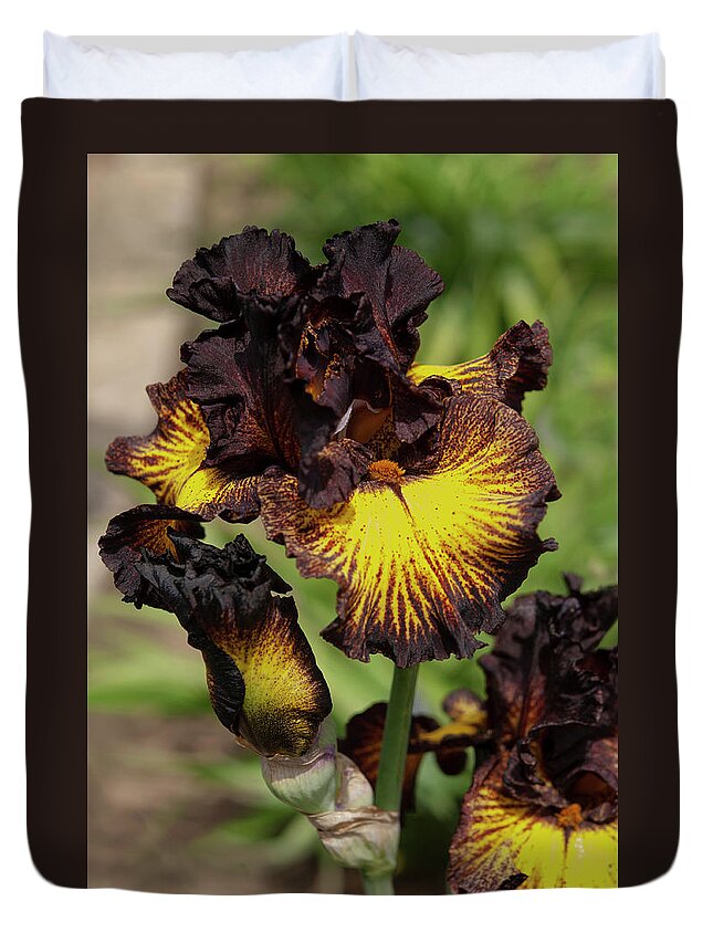 Jenny Rainbow Fine Art Photography Duvet Cover featuring the photograph Beauty Of Irises. Tuscan Summer 1 by Jenny Rainbow