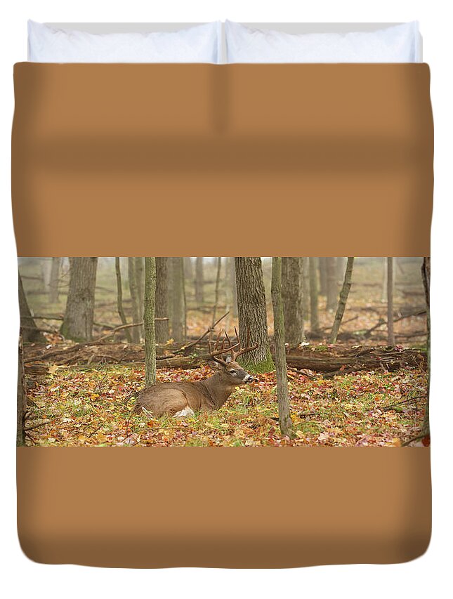 Autumn Duvet Cover featuring the photograph Bedded Buck PANO by Brook Burling