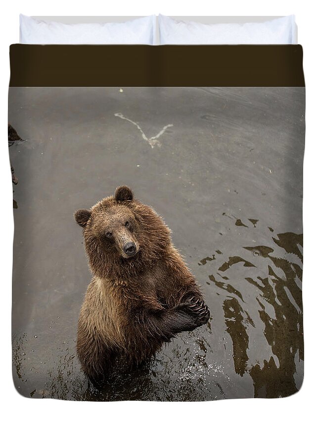 Brown Bear Duvet Cover featuring the photograph Begging Bear by David Kirby