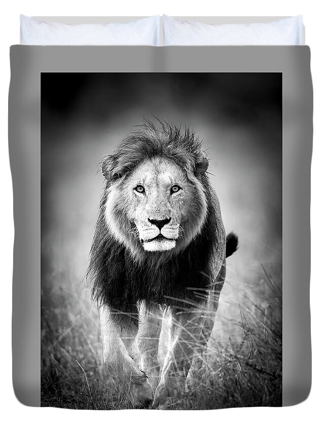 Lion Duvet Cover featuring the photograph Big Cats of Africa - Lion, Maasai Mara Kenya by Stu Porter