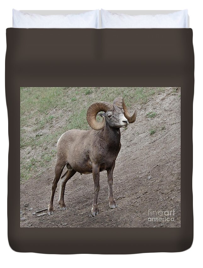 Ram Duvet Cover featuring the photograph Big Horn Ram 2 by Bob Christopher