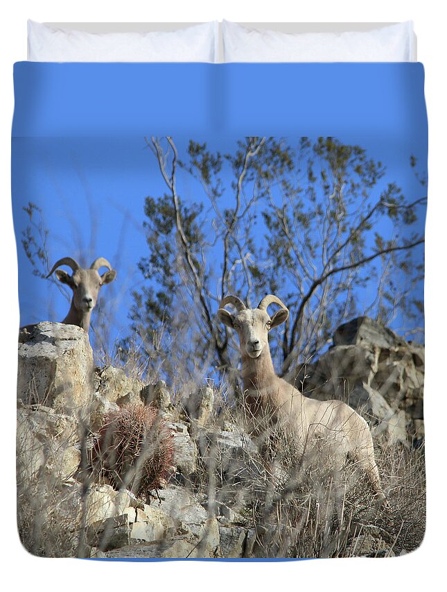 Big Horn Sheep Duvet Cover featuring the photograph Big Horn Sheep by Perry Hoffman