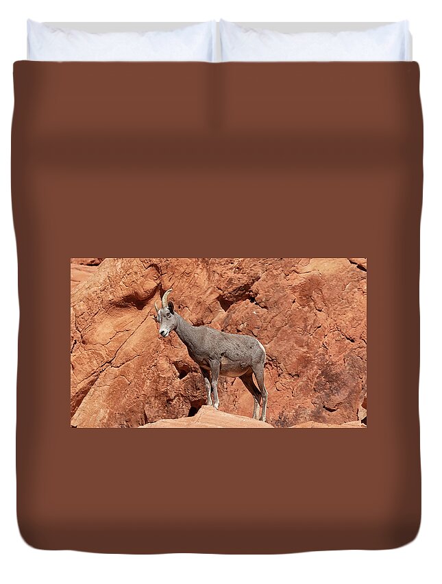  Duvet Cover featuring the photograph Big Horn Sheep Valley Of Fire State Park by Michael W Rogers