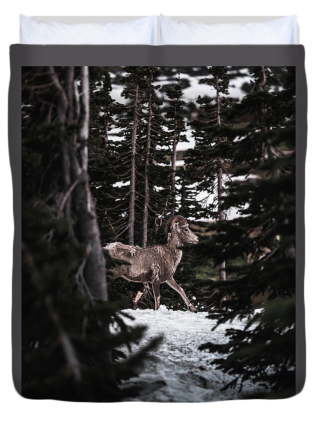  Duvet Cover featuring the photograph Bighorn in Snow by William Boggs