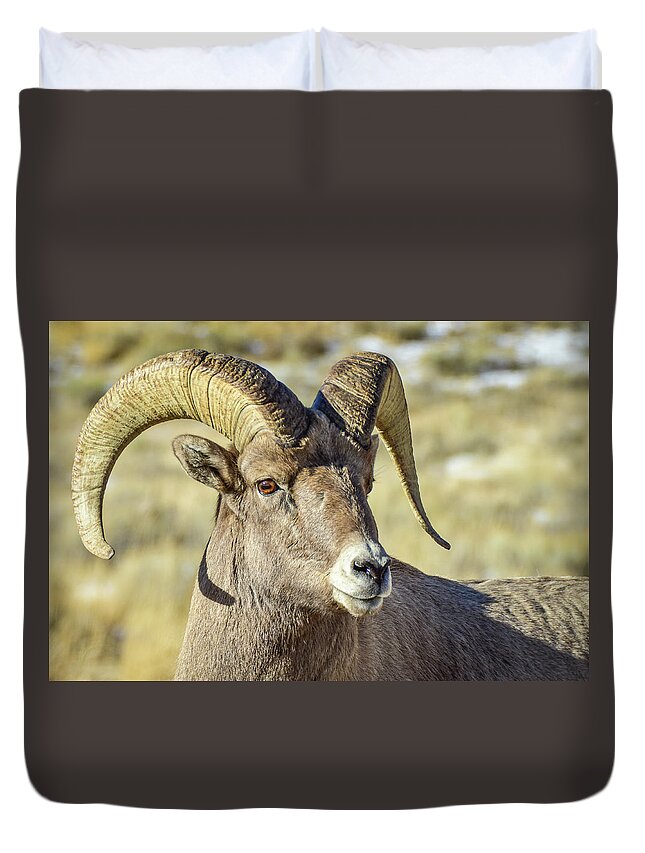 Sheep Duvet Cover featuring the photograph Bighorn profile by Ed Stokes