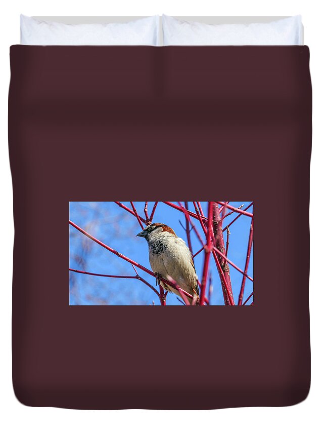 Bird Red Branches Duvet Cover featuring the photograph Bird on Red Branches by David Morehead