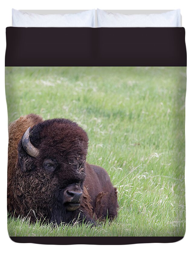 American Buffalo Duvet Cover featuring the photograph Bison Chill by Natural Focal Point Photography