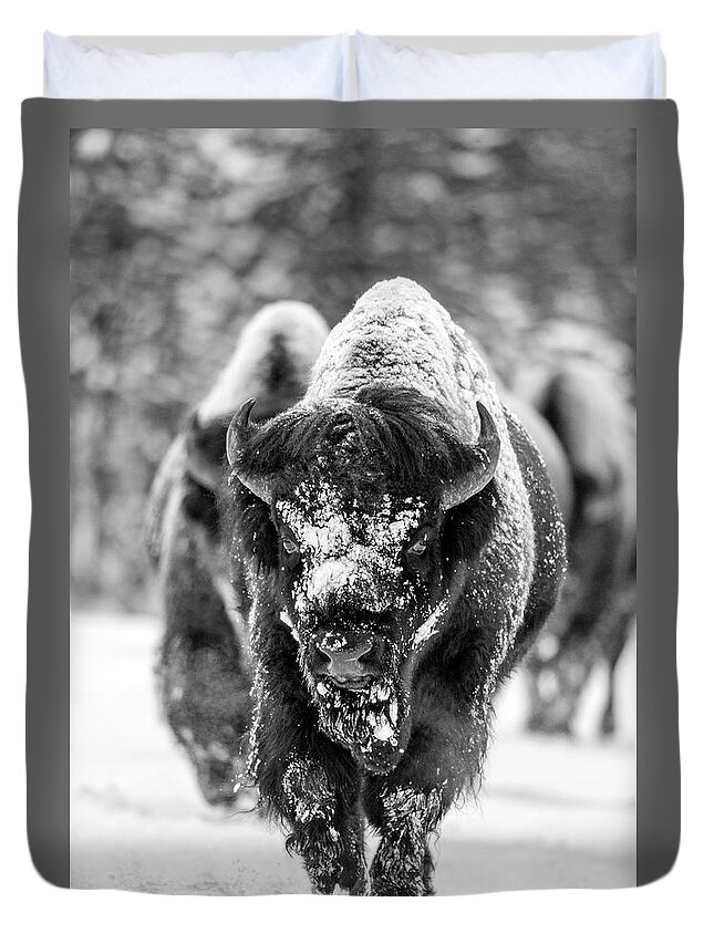 Bison Duvet Cover featuring the photograph Bison in snow by D Robert Franz