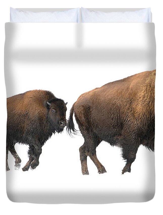 Bison Duvet Cover featuring the photograph Bison in the snow by Patrick Nowotny