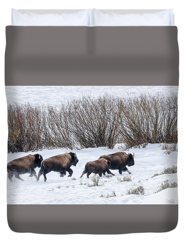 Yellowstone National Park Duvet Cover featuring the photograph Bison Running by Cheryl Strahl