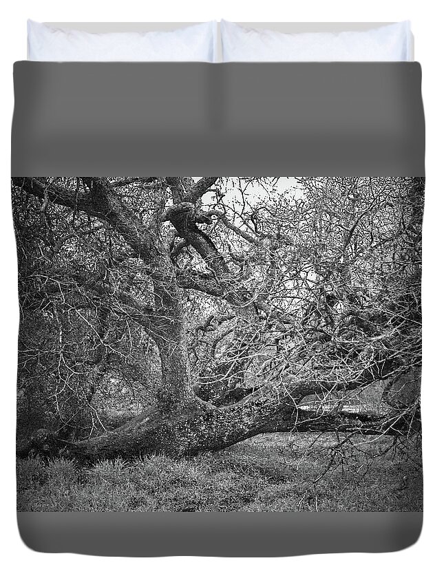 Oak Tree Duvet Cover featuring the photograph Black and White Oak Tree II by Sally Bauer
