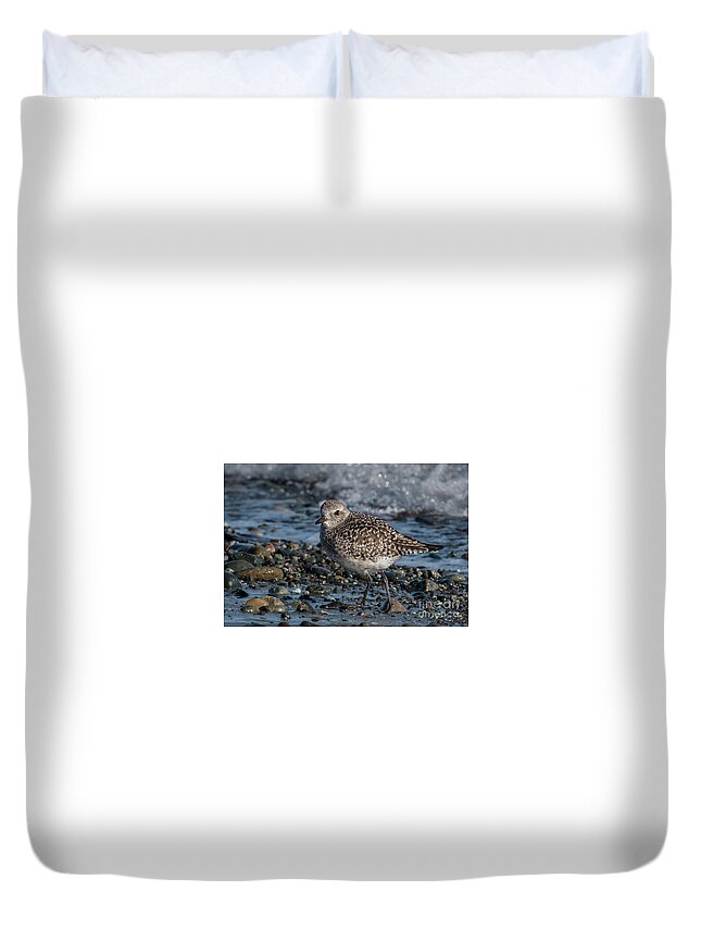 Animal Duvet Cover featuring the photograph Black-bellied Plover in Winter Plumage #2 by Nancy Gleason