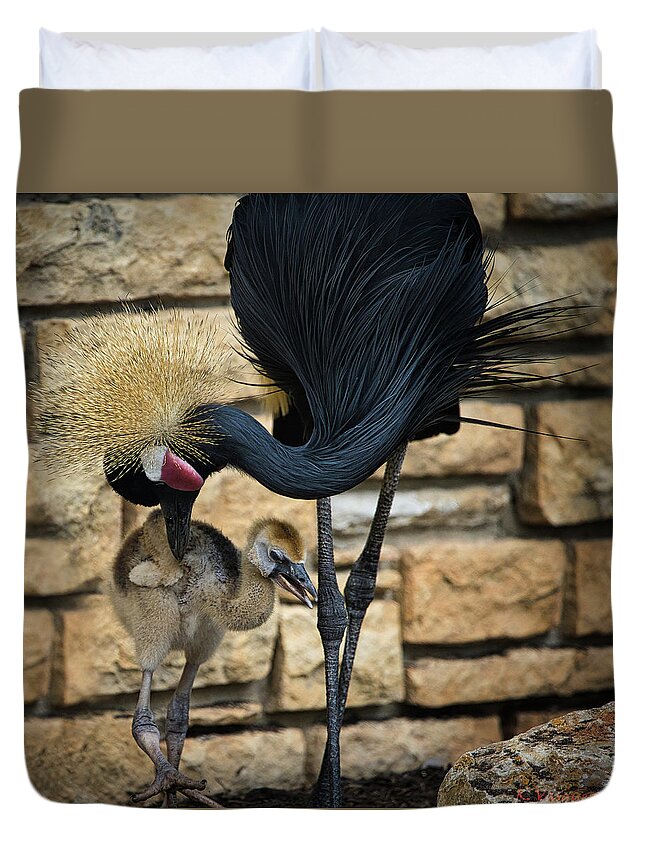 Black Duvet Cover featuring the photograph African Black Crown Crane With Chick by Rene Vasquez