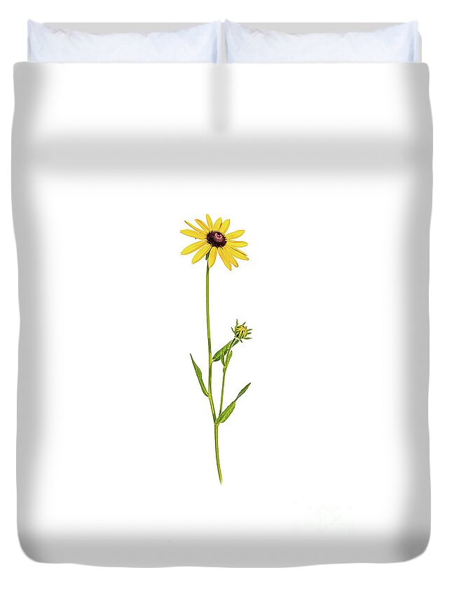 Black-eyed Susan Duvet Cover featuring the photograph Black-eyed Susan by Alan Schroeder