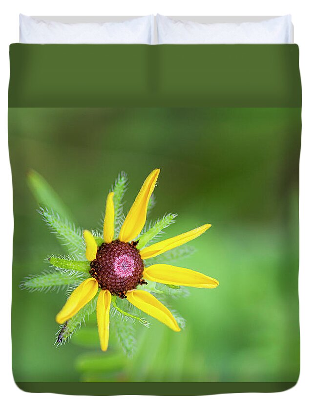 Rudbeckia Hirta Duvet Cover featuring the photograph Black-Eyed Susan Young Bloom in the Croatan National Forest by Bob Decker