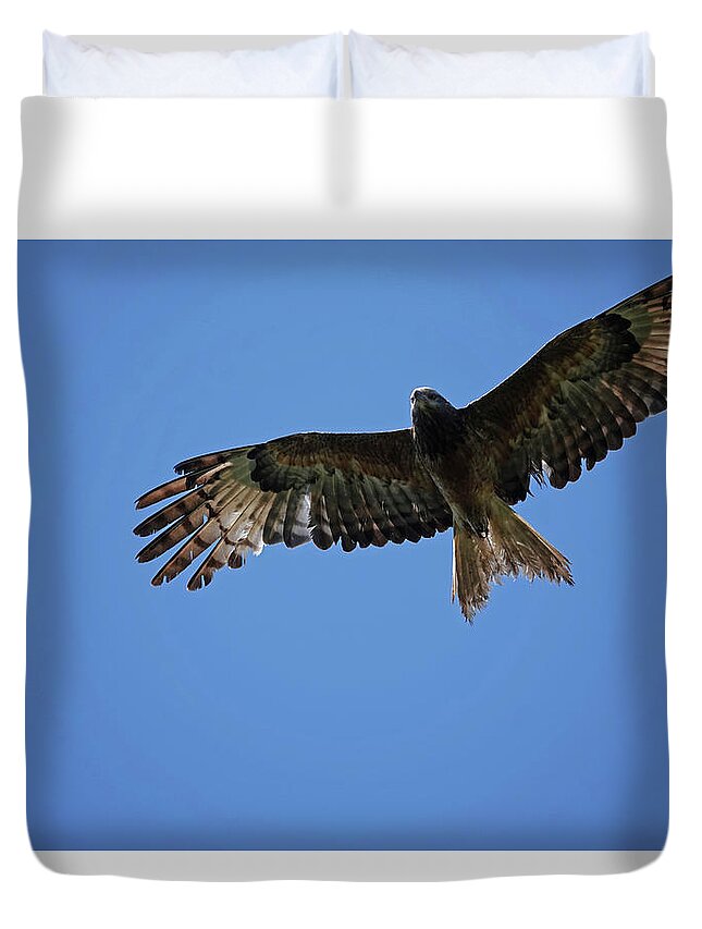 Animals Duvet Cover featuring the photograph Black Kite soaring overhead by Maryse Jansen