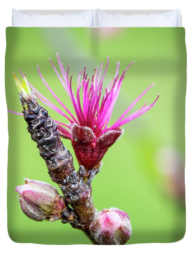 Bud Duvet Cover featuring the photograph Bloom by Cheryl McClure